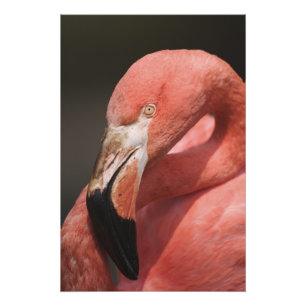 Foto Flamingo chileno, Phoenicopterus chilensis