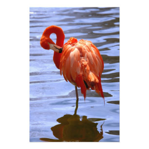 Foto Flamingo em uma perna na água