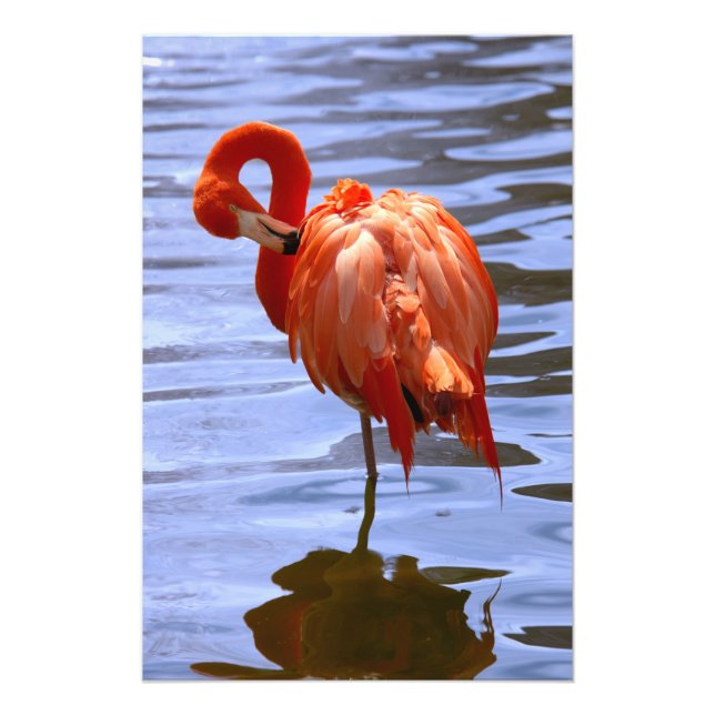 Foto Flamingo em uma perna na água (Frente)
