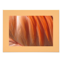 Flamingo II Impressão fotográfico por Linda Becker