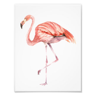 Foto Flamingo Rosa