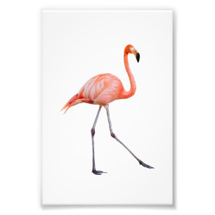 Foto Flamingo Rosa
