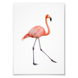 Foto Flamingo Rosa