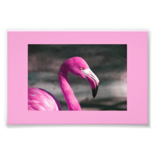 Foto Flamingo Rosa Posando Bonito