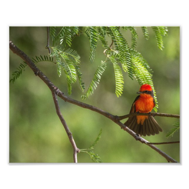 Foto Flashy Male Vermilm Flycatcher bird (Frente)