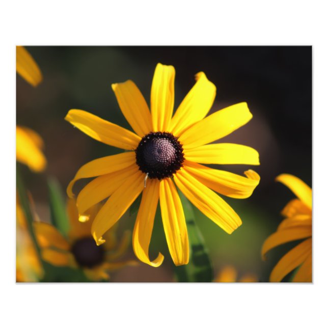 Foto flor amarela (Frente)