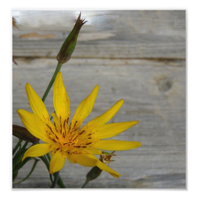 Foto Flor Amarelo (Frente)