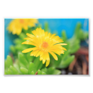 Foto Flor Amarelo Feliz Suculta