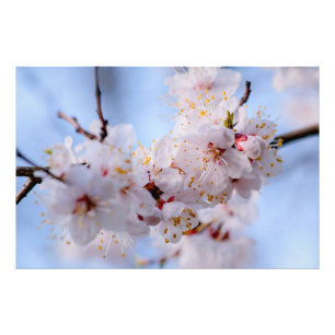 Foto Flor Apricot Japonês