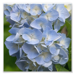 Foto Flor Azul e Branco