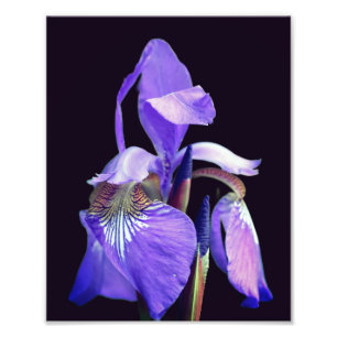 Foto Flor Azul Pálido Sinalizador Iris 8x10