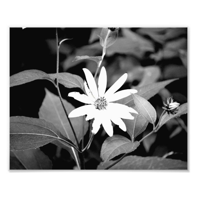 Foto Flor B&W (Frente)