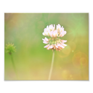 Foto Flor Botânica De Véu