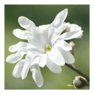 Foto Flor Branca