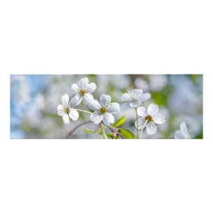 Foto Flor branca da cereja