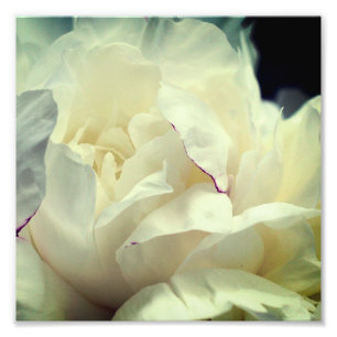 Foto Flor Branca De Pênia Em Sangue Fechar 8x8