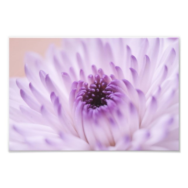 Foto Flor branca e roxa (Frente)