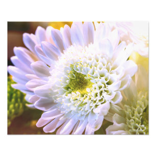 Foto Flor Branco Alt