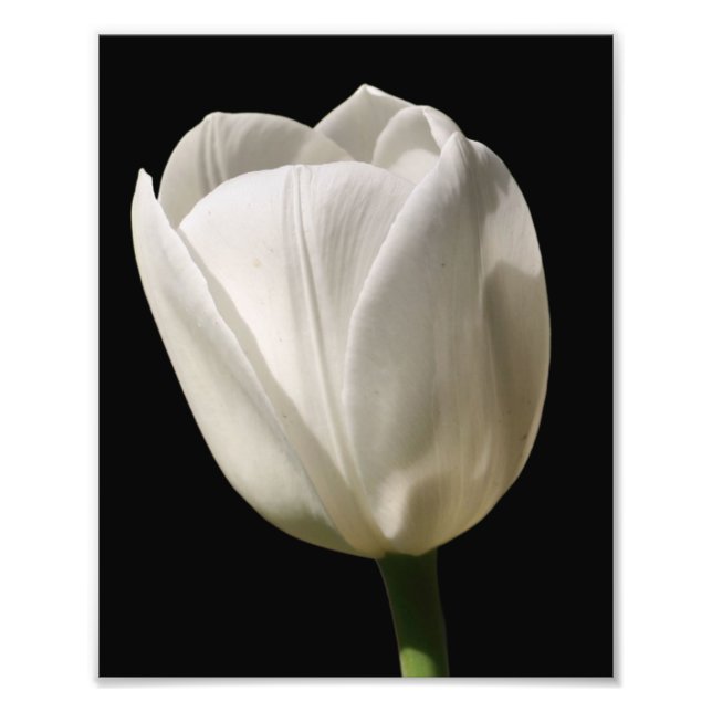 Foto Flor Branco Da Tulpa À Luz Do Sol 8x10 (Frente)