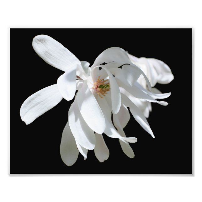 Foto Flor Branco Magnolia Fecha Fecho 8x10 (Frente)