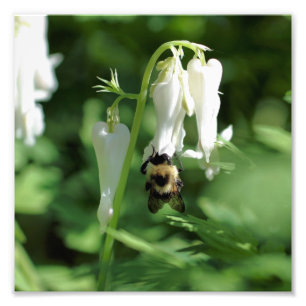 Foto Flor Columbina Branca E Abelha Bumble 8x8