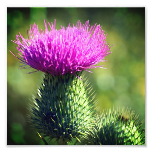Foto Flor com este roxo Fechar 8x8