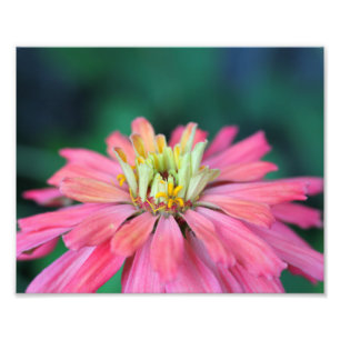 Foto Flor cor-de-rosa brilhante do Zinnia