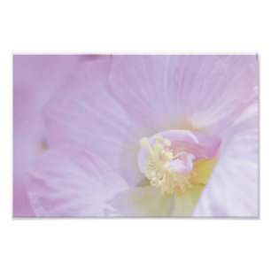 Foto Flor cor-de-rosa delicada da lavanda