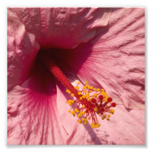 Foto Flor cor-de-rosa macro do hibiscus