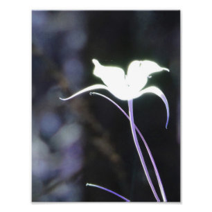 Foto Flor da luz solar