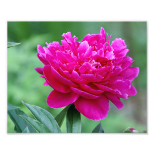 Foto Flor da peônia