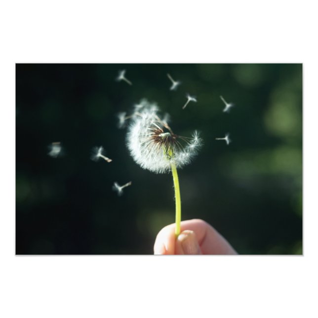 Foto Flor Dandelion (Frente)