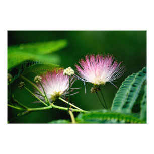 Foto Flor de árvore Mimosa