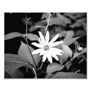 Foto Flor de B&W