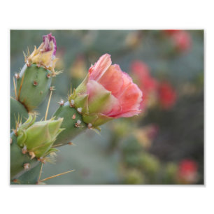 Foto Flor de cacto rosa começando a florescer