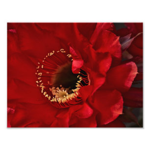 Foto Flor de Cactus Firelight