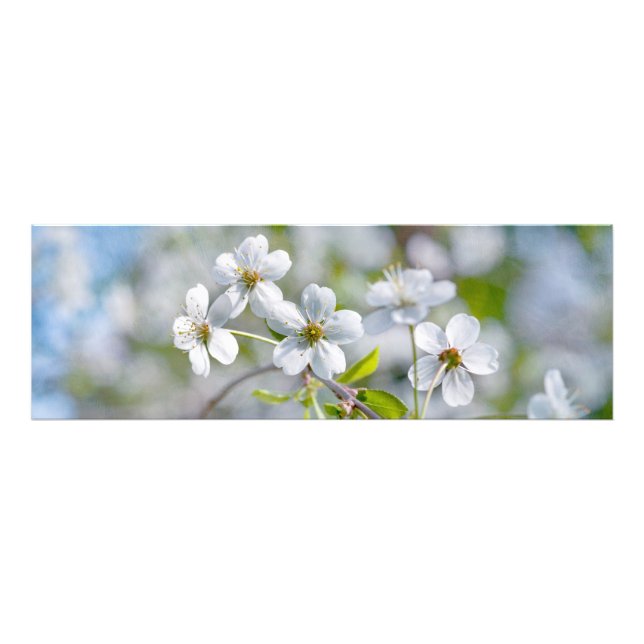 Foto Flor de Cereja Branca (Frente)