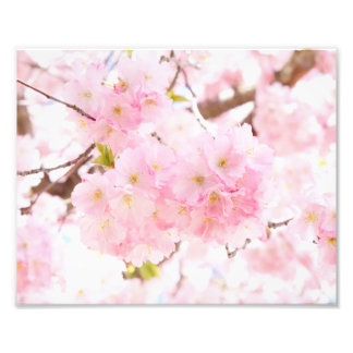 Foto Flor de Cereja Sakura de Árvore Rosa