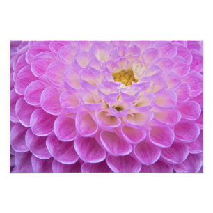 Foto Flor de crisântemo decorando túmulo em