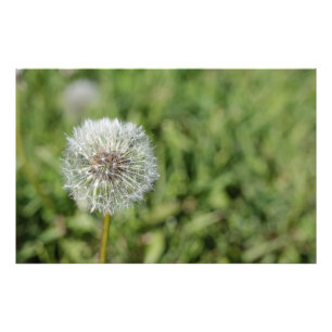 Foto Flor de dandelion branco sobre grama verde