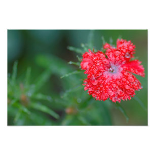 Foto Flor de Dianthus após chuva