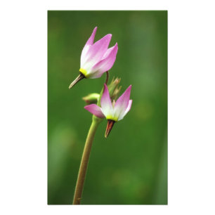 Foto Flor de estrela cadente, Califórnia, EUA
