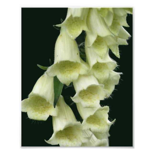 Foto Flor de Foxglove 8x10 (Frente)