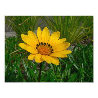 Foto Flor de Gazania Amarela Margarida