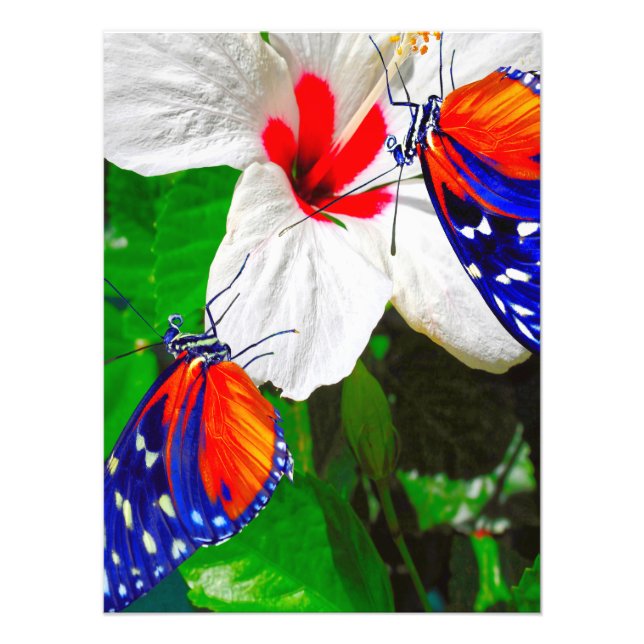 Foto Flor de Hibiscus com Tiger Longwing Poster brilhan (Frente)