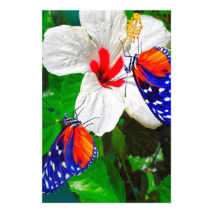 Foto Flor de Hibiscus com Tiger Longwing Poster brilhan