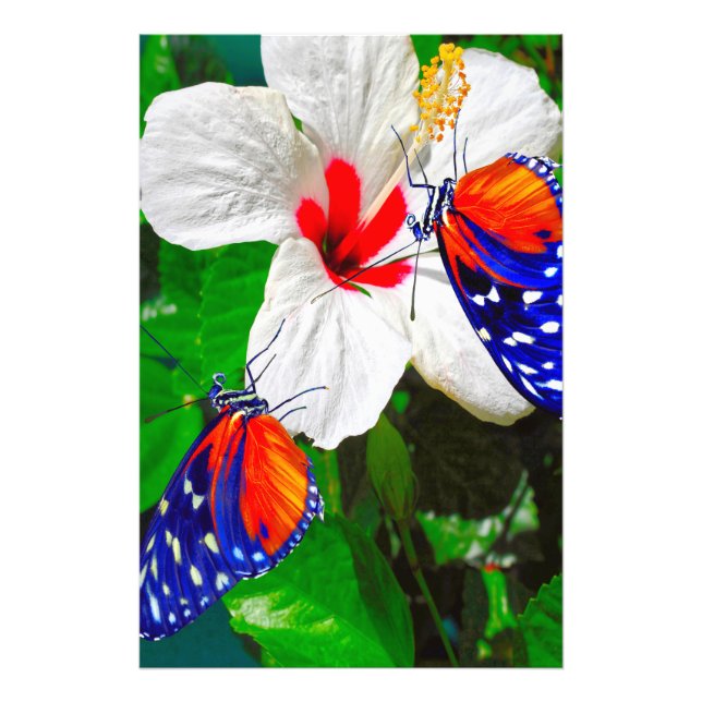 Foto Flor de Hibiscus com Tiger Longwing Poster brilhan (Frente)