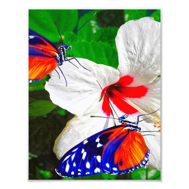 Foto Flor de Hibiscus com Tiger Longwing Poster brilhan (Frente)