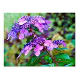 Foto Flor de Hortênsia Roxa Twist and Shout