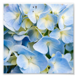 Foto Flor de Hydrangea Azul e Branca